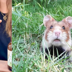 Protéger le grand hamster grâce aux bières : à Strasbourg, 7 brasseries lancent un pari fou