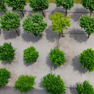 Les arbres à Grenoble