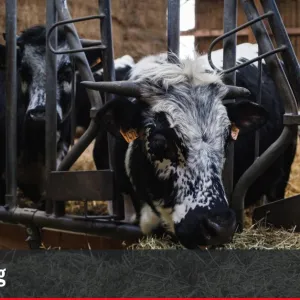 Dans les Vosges, des paysans alertent sur l'épuisement des circuits courts