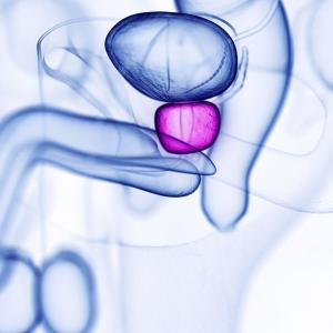 Les femmes ont une prostate : vrai ou faux ?