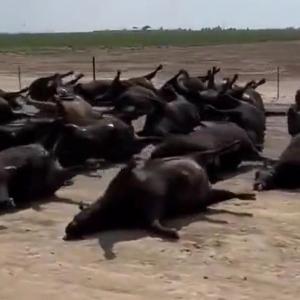 Vague de chaleur aux États-Unis : au moins 2 000 bovins retrouvés morts