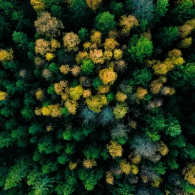 Quels arbres nous entoureront dans un futur au climat déréglé ?