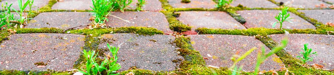 Comment éliminer naturellement la mousse sur sa terrasse ?