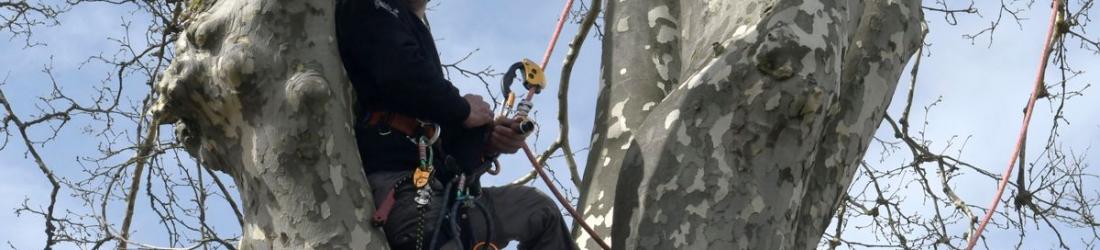 Sur son arbre perché, Thomas Brail se bat contre l'autoroute Toulouse-Castres