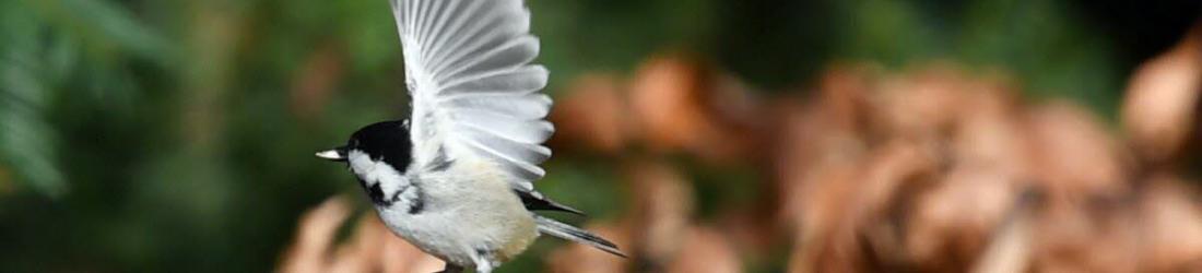 Une appli et des mangeoires pour mieux connaître les oiseaux