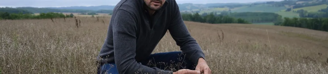 "On n'est pas des voyous" : dans le Gers, la frénésie de la coriandre, dopée aux subventions, sème la zizanie chez les agriculteurs