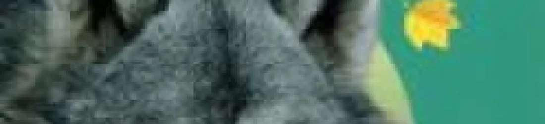 Les loups - Delphine Grinberg - Babelio