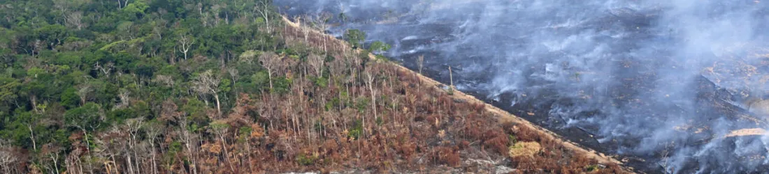 Le Parlement européen repousse d'un an l'entrée en vigueur de la loi contre la déforestation