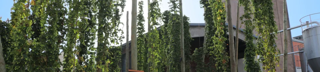 Fischer reste en Alsace : Heineken s'en va, mais la bière sera brassée chez Meteor dès 2026