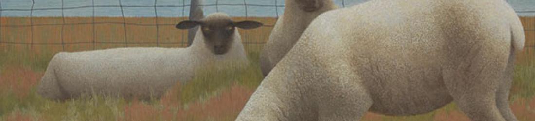 Pourquoi les moutons ne veulent pas être attachés