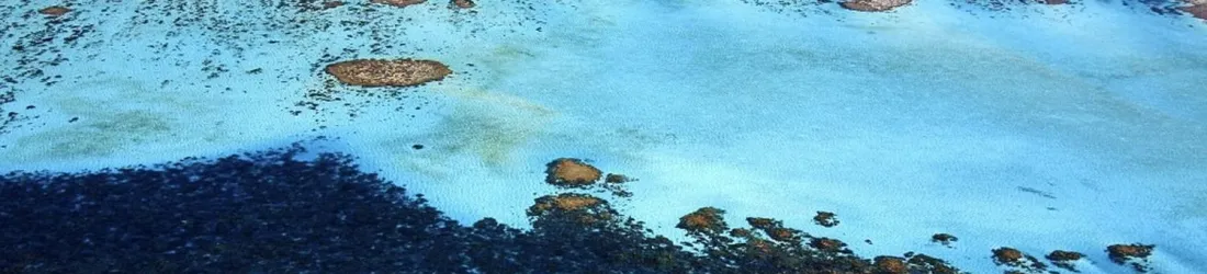 Les récifs coralliens ont franchi un "point de basculement" climatique