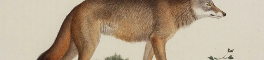 1er août 1878 - Attaque d'un loup à Saint-Goazec