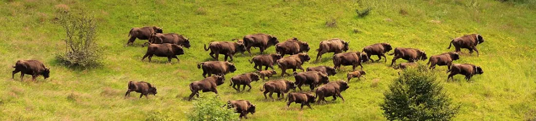 En Roumanie, le retour du bison a des impacts positifs pour la biodiversité et le climat