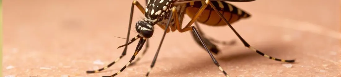 La dengue et le chikungunya seront bientôt endémiques en Europe à cause du réchauffement climatique, affirme une étude