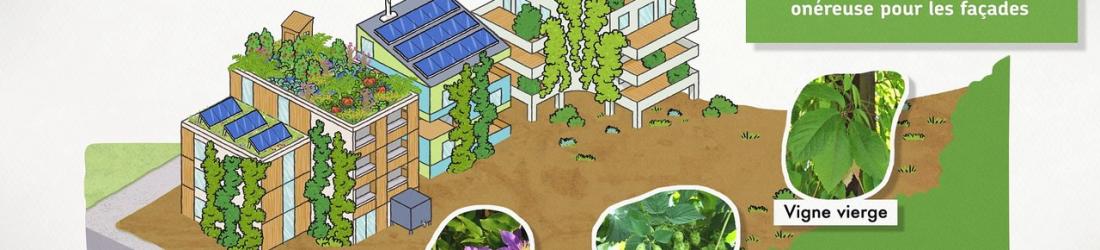 Bâtiment et biodiversité.  Et si l'on pensait les villes et les bâtiments comme des écosystèmes.