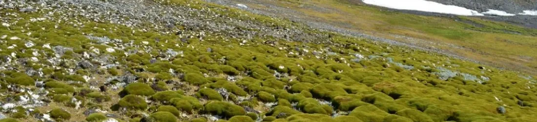 Le verdissement de l'Antarctique s'accélère, les végétaux sont aujourd'hui quatorze fois plus présents qu'il y a 35 ans