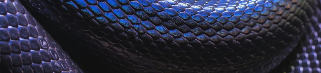 Le serpent de mer de la reconnaissance faciale