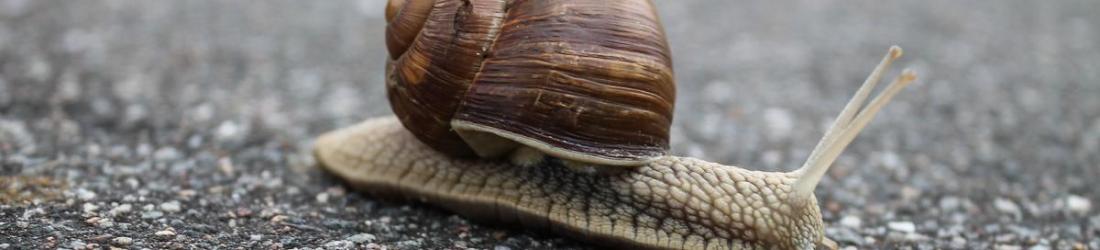 Sobriété : manifeste pour une slow.tech