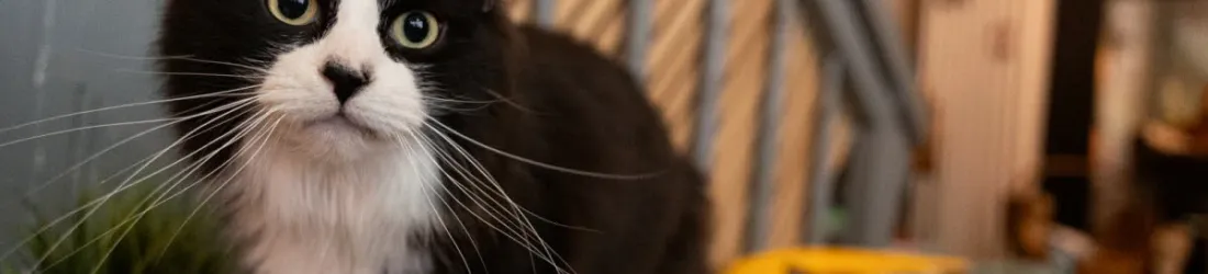 Le Chatperlipopette café a besoin d’aide !