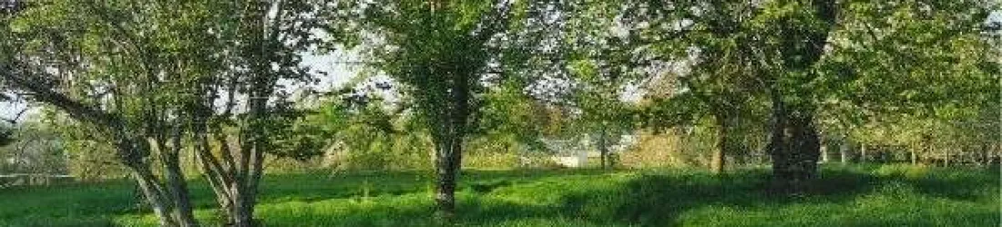 La tonte différenciée : un petit pas pour le jardinier, un grand pas pour la biodiversité