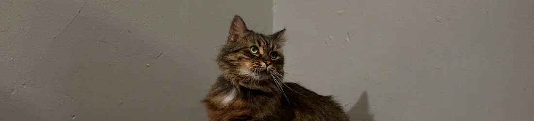 Algorithm Nation | Jacob Weisberg