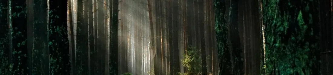 Puits de carbone: le recul des forêts européennes se confirme