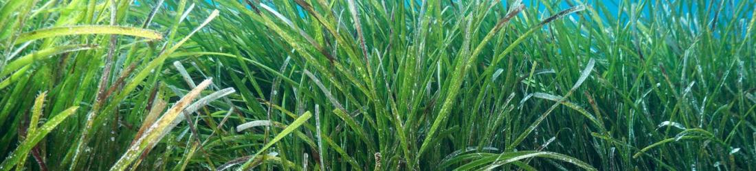 Préserver les herbiers de Posidonie, ces précieux puits de carbone sous-marins