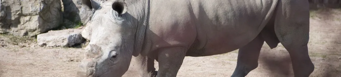 En Afrique du Sud, couper les cornes des rhinocéros a entraîné une chute de près de 80% de la chasse illégale