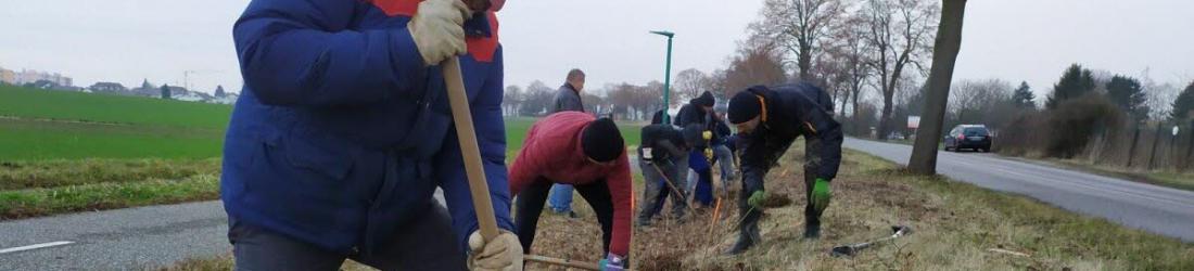 Hoenheim. Une haie de 850 mètres plantée rue de la Fontaine