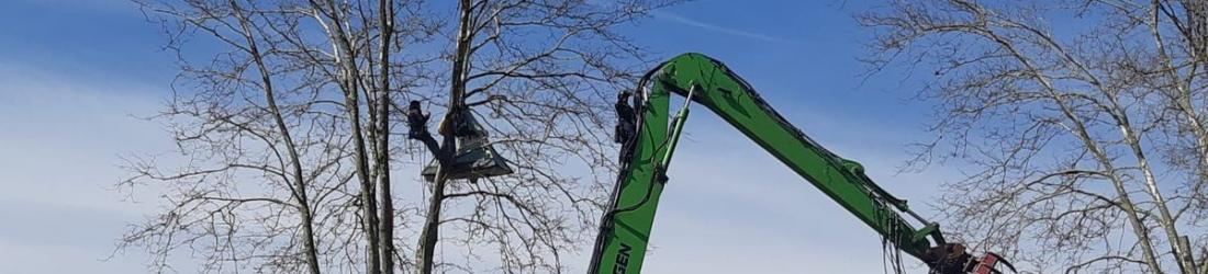 VIDÉO - Un militant échappe aux forces de l'ordre et grimpe aux arbres contre le chantier de l'autoroute A69