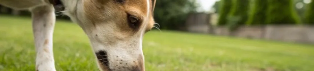 Refuser de parvenir à surproduire des merdes inutiles avec l’IA - Sébastien Charbonnier