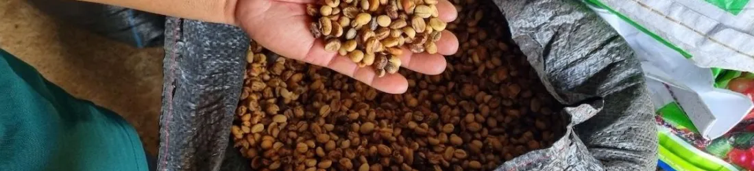 «Si on ne fait rien, il n’y aura presque plus de café en 2060» : le café de demain s’invente aujourd’hui dans les hauts plateaux du Vietnam