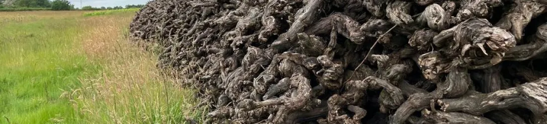 "C’est devenu trop difficile d’en vivre", on vous explique pourquoi les viticulteurs de muscadet arrachent leurs vignes par centaines d’hectares