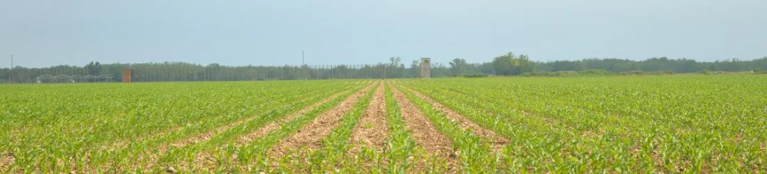 Loin de l'autosuffisance, l'agriculture alsacienne nourrit surtout l'industrie