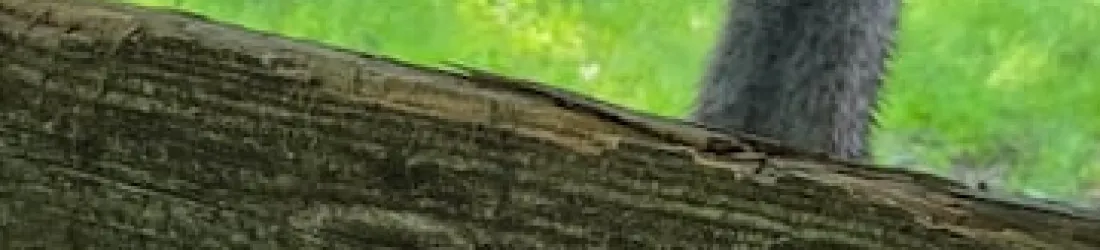 Resistance Isn't Denialism