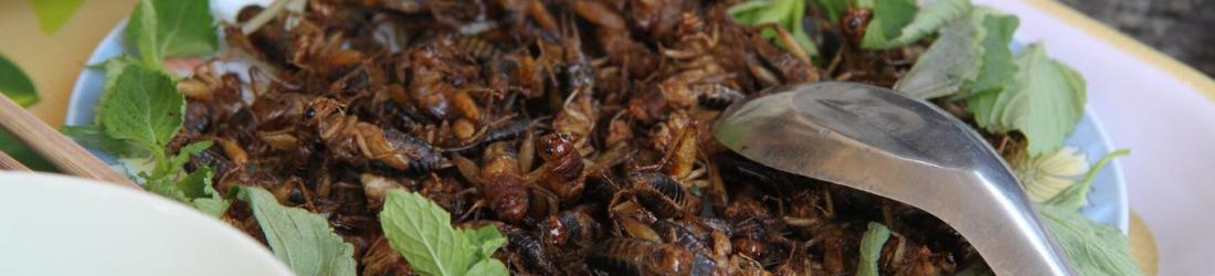 Les insectes seront-ils réellement la nourriture du futur ?