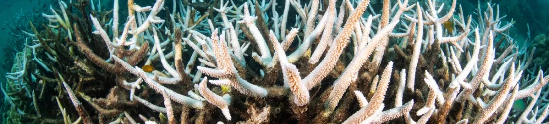 Thai sea temperatures hit ‘boiling’ record, bleaching almost all coral