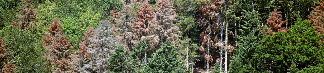 La France pourrait connaître un climat extrême à la fin du siècle