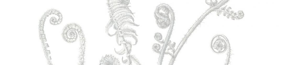 Lara Call Gastinger - Botanical art and nature journalling