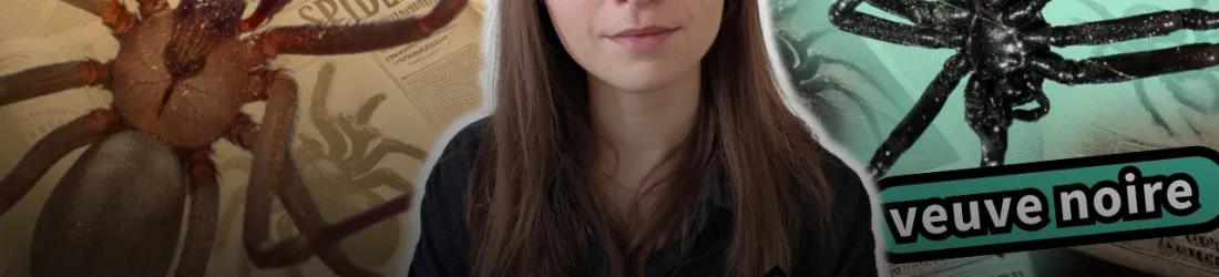 La vérité sur les araignées en France (et en Europe)