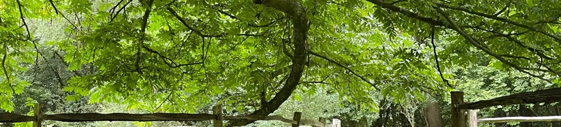 Domaine de Fresnoy - Yoga & Bain de forêt - Atelier bien-être