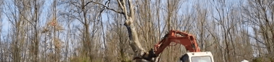 A69 : le bras de fer autour de l’abattage des arbres continue