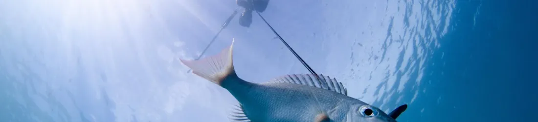 En Polynésie, on croise savoirs locaux et science pour mieux gérer les lagons
