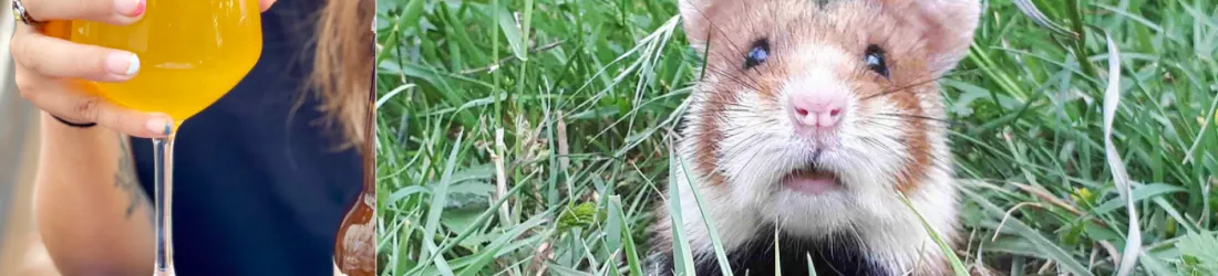 Protéger le grand hamster grâce aux bières : à Strasbourg, 7 brasseries lancent un pari fou